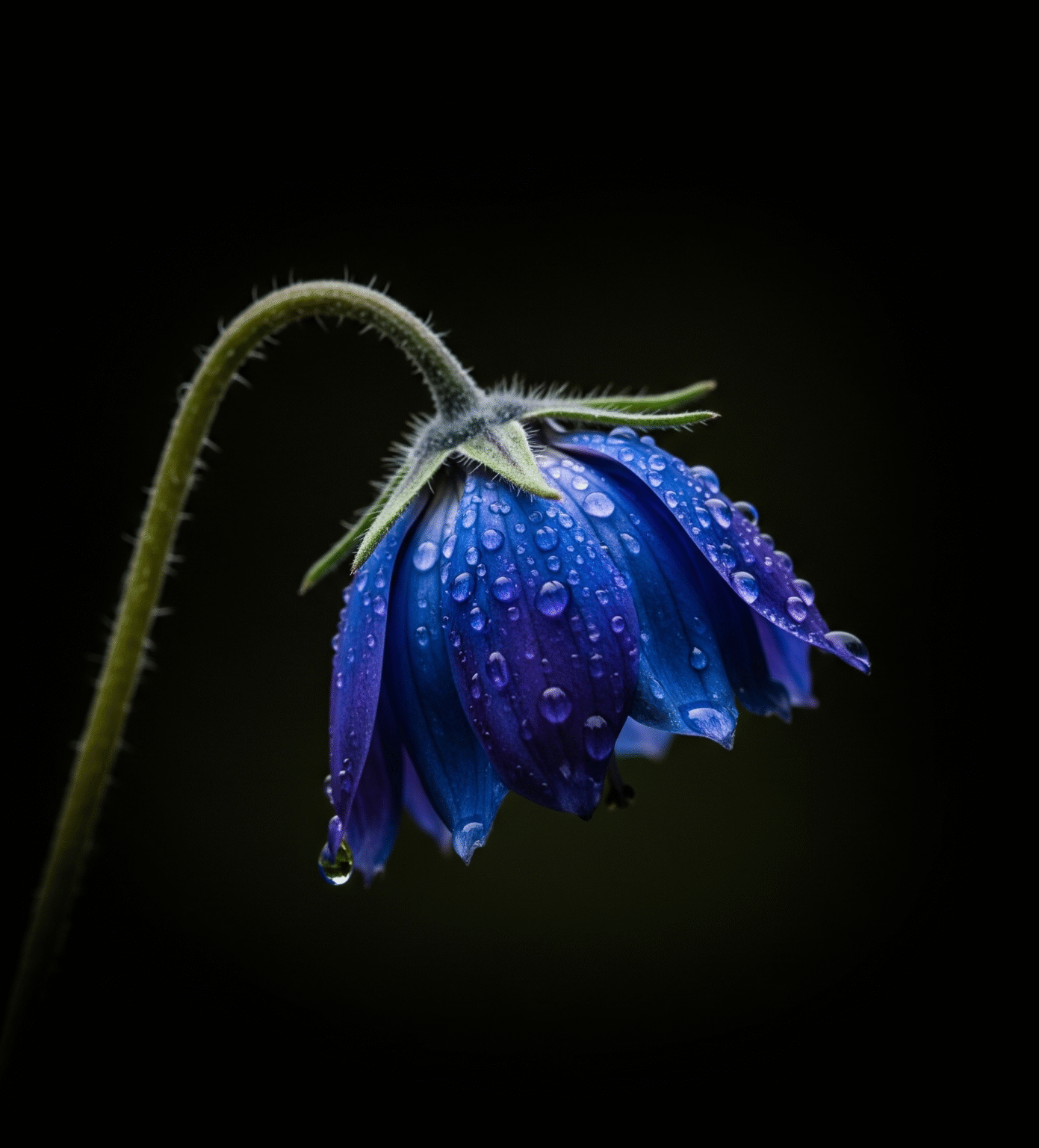 Terapia Floral de Bach - Momento Atual - Energiza.ME - Terapias Complementares e Acessórios de Pedras Naturais Energizados com Reiki e Geometria Sagrada